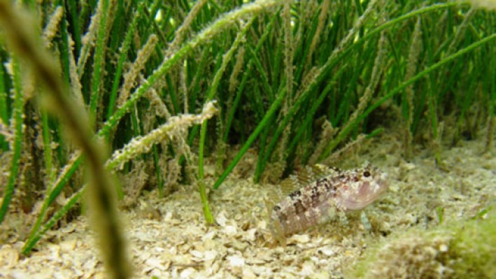 Blennies (22) - copia_37